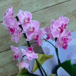 Mini Orquídea na Caixa com Ferrero Rocher - Cor Variada